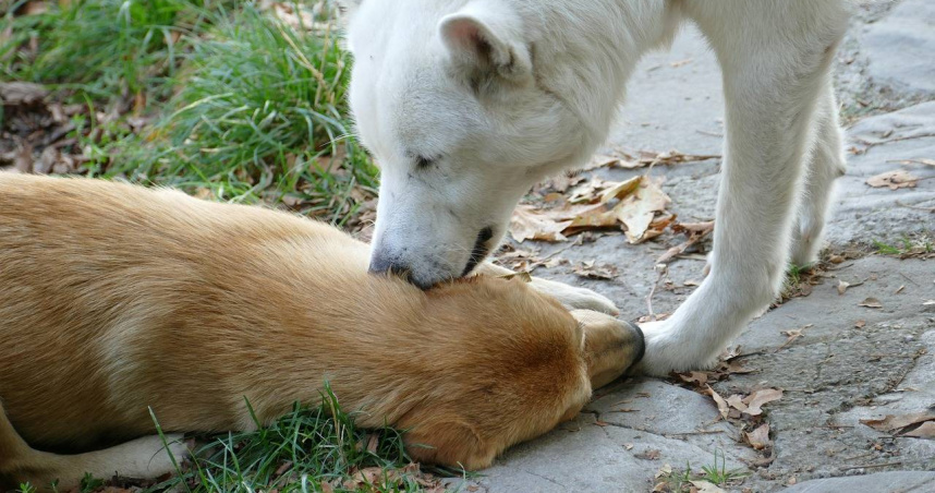 女子因耳道遭男友舔拭過度引發外耳道發炎，就醫後醫師診斷若未即時處理，恐演變為蜂窩性組織炎。（示意圖／Pixabay）