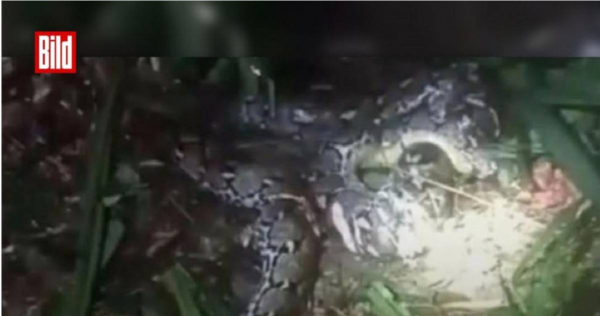 印尼44歲婦人前往種植園工作後失蹤，最終被發現遭近8公尺長巨蟒吞食身亡。（圖／翻攝自臉書，Bild）