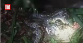 印尼44歲婦人前往種植園工作後失蹤，最終被發現遭近8公尺長巨蟒吞食身亡。（圖／翻攝自臉書，Bild）