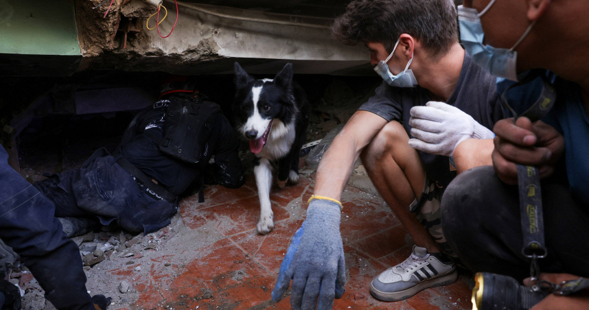 委內瑞拉地震過後，一隻搜救犬在倒塌建築的廢墟中尋找可能的生還者。（圖／達志／路透社）