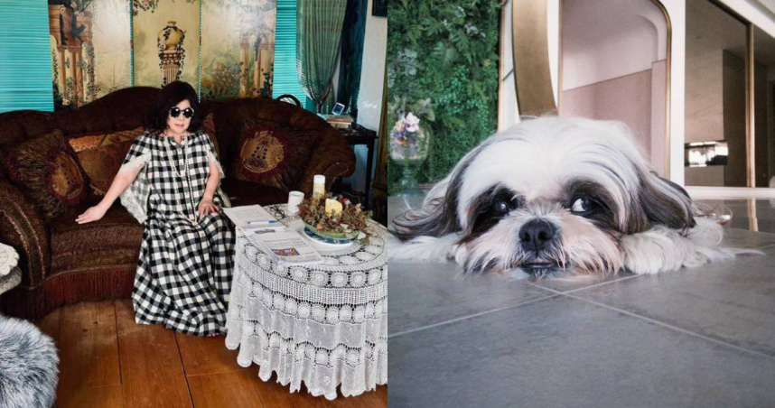 陳文茜險從沙發滑落！雙手苦撐2分鐘　愛犬狂奔求救「救了我半條命」