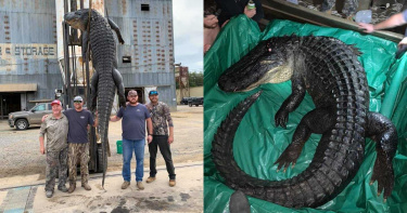 破紀錄!男抓獲該州史上最長鱷魚 堆高機也無法完全拉起