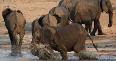 僧人化緣慘被「失控巨獸」撕成2半 村民嘆:30多頭搶覓食