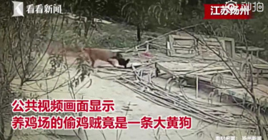 訓練黃金獵犬「天天偷雞」!飯店老闆遭逮認了:他家雞味道不錯