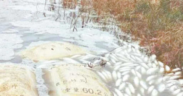 寒流過境!嘉義5萬尾虱目魚死光光 業者:好幾天了還在撈死魚