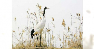 丹頂鶴打架斷喙 專家打造「鈦合金鳥喙」助重獲新生