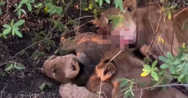 幼獅過河「肚破腸流」死亡! 母獅基於本能…帶孩子「分食」手足肉體