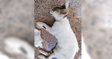 【毒貓煉獄2】魚罐頭塞老鼠藥 毒水滲土植物全死光