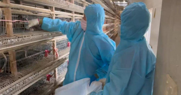 彰化縣1場鵪鶉場傳出禽流感疫情，彰化縣動物防疫所已派員完成撲殺及清場消毒工作。（圖／彰化縣政府提供）