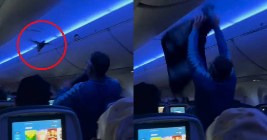 鴿子亂入機艙導致飛機延誤近1小時，機上一名乘客試圖用衣服抓捕鴿子。（圖／翻攝自IG／cawtom）