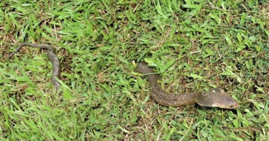 近期是眼鏡蛇的繁殖期。（示意圖／翻攝自photoAC）