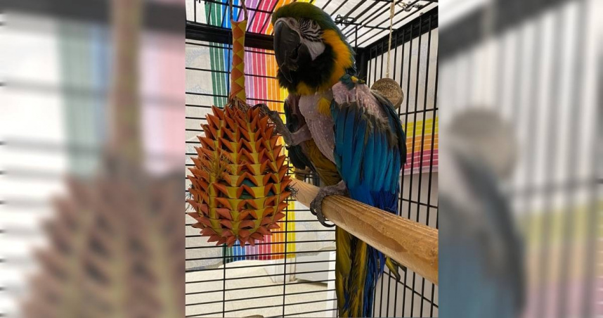 美國麻薩諸塞州一間動物收容所，日前開放認養一隻鸚鵡，牠因為會講髒話爆紅，超過50人搶當牠的主人（圖／翻攝自Instagram）