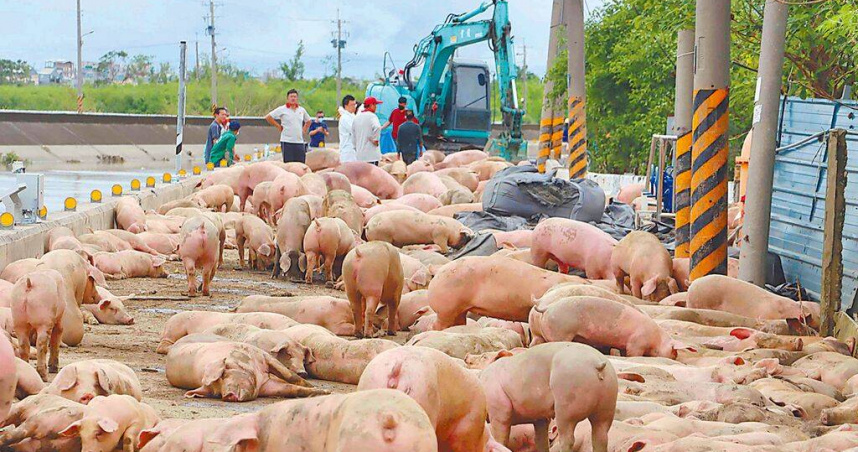 嘉義縣朴子一處養豬場水淹2公尺深，業者29日將救上岸的豬隻集中運往彰化畜牧場安置。（圖／中國時報呂妍庭攝）