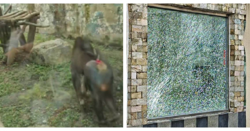 成都動物園一隻山魈情緒激動，朝玻璃牆拋擲石塊，造成展示圈舍玻璃碎裂。（圖／翻攝自上游新聞）