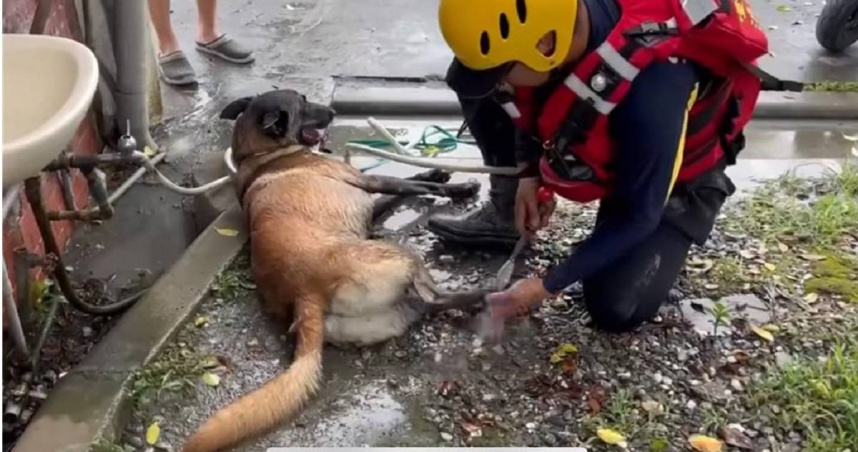 台南市長黃偉哲27日在臉書分享領犬員為Dota清洗卡在腳上碎石的影片。（圖／翻攝FB／黃偉哲）