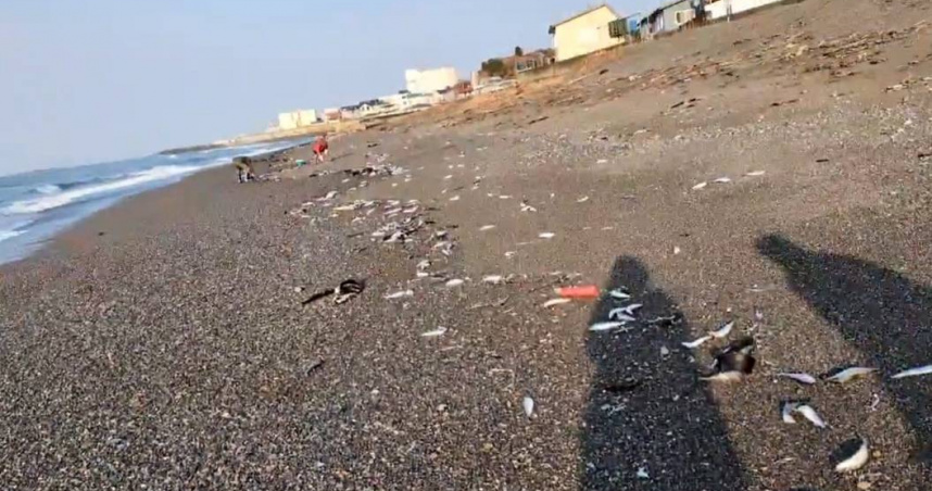 日本北海道一處海灘在8日出現數千條沙丁魚集體擱淺死亡的詭異狀況，沒多久青森縣外海就發生規模7.6強震，令部分人士解讀成地震前兆。（圖／翻攝自X／kazuhiro_nikki）
