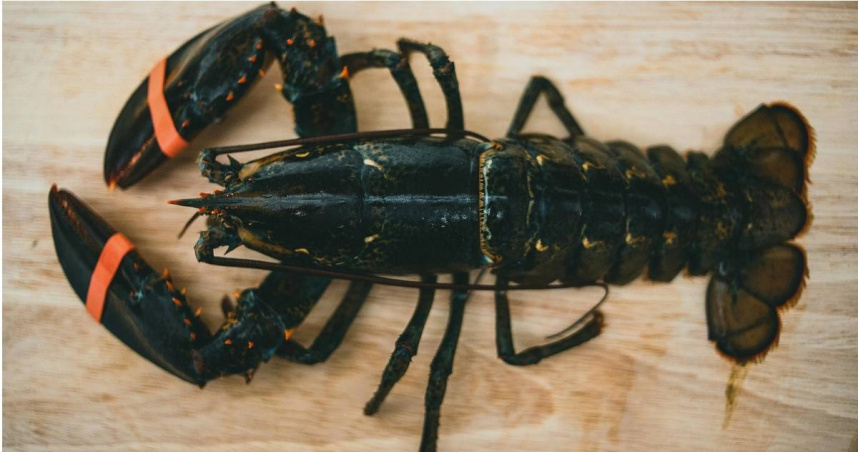 1批價值40萬美元的龍蝦貨物，竟在運往美國伊利諾州與明尼蘇達州的好市多（Costco）門市途中，遭不明人士劫走。（示意圖／翻攝自pexels）