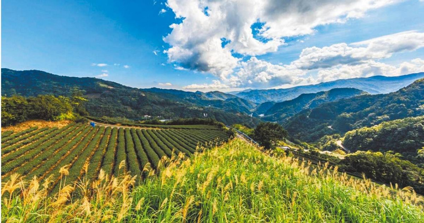 長期受限翡翠水庫集水區嚴格建築與土地開發管制之下，以茶香聞名的新北市坪林發展出獨特的有機農業產茶體系，希望在經濟發展與水源保護下找到平衡點。（圖／翻攝自新北市政府農業局）