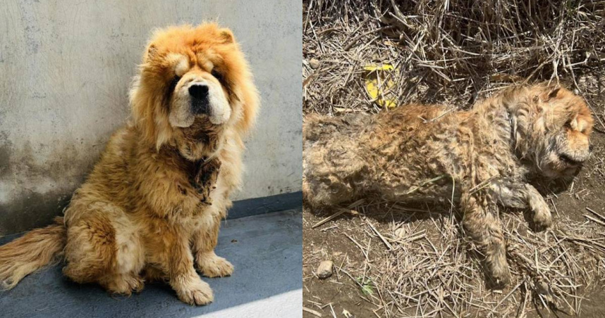 嘉義縣民雄鄉一隻鬆獅犬受困排水溝。（圖／嘉義縣政府提供）