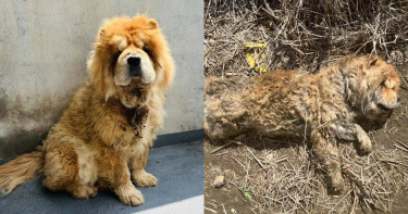 嘉義縣民雄鄉一隻鬆獅犬受困排水溝。(圖/嘉義縣政府提供)