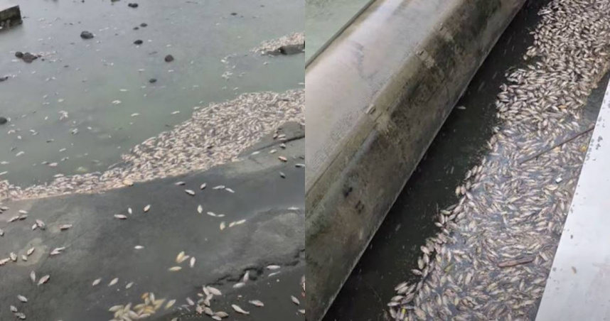 高雄後勁溪再度出現魚群大量暴斃情形。（圖／翻攝自臉書，左營楠梓漢 薛兆基）