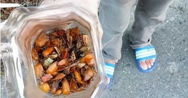 天敵出現!移工「捏頭去尾」生吞荔枝樁象 狂讚「男人聖品」