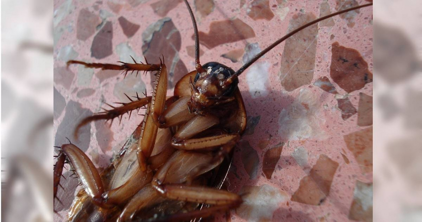 大陸神話學家袁珂翻經典書籍，古人形容的灶神形象是紅殼蟑螂。（示意圖／Pixabay）