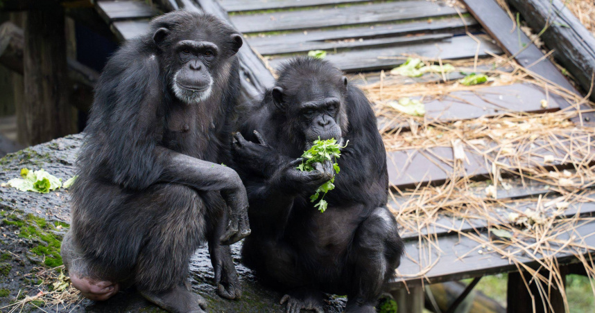 拿到香菜的黑猩猩不可置信地望著保育員。（圖／臺北市立動物園自提供）