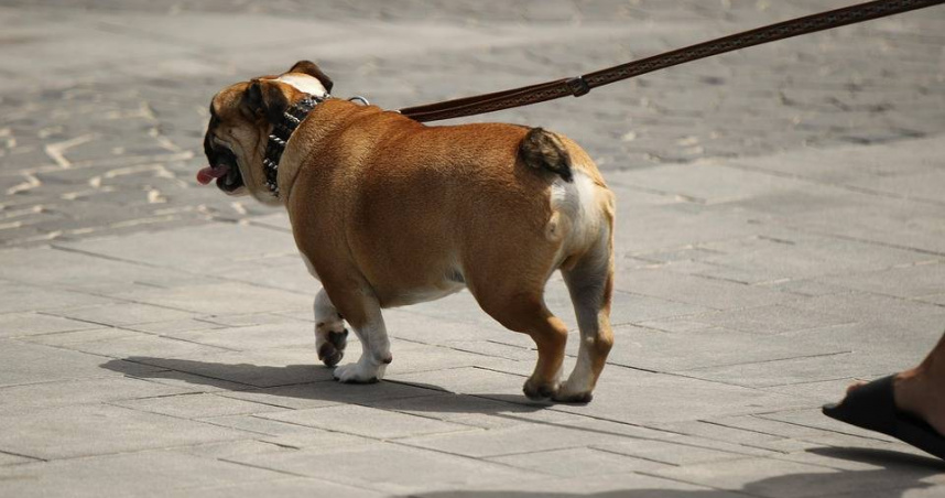 伊朗近日擴大「遛狗禁令」，禁止民眾在18座城市遛狗、車載寵物，引發爭議。（示意圖／Pixabay）