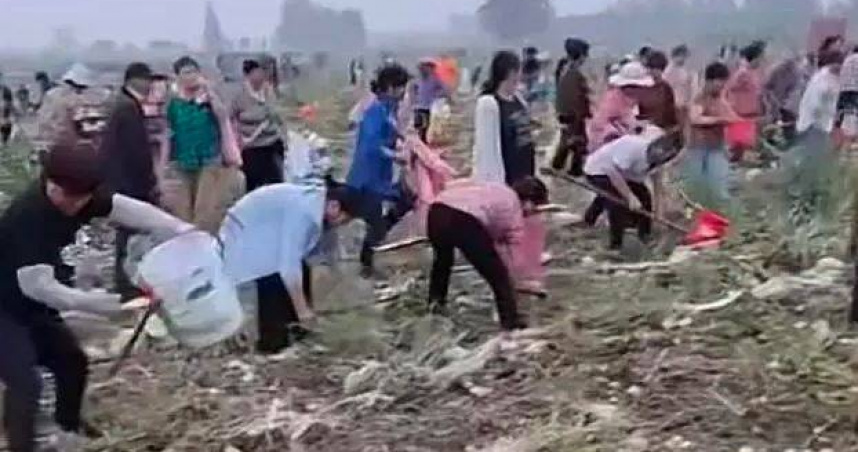 大陸安徽發生一起村民哄搶農場未收完馬鈴薯的事件，吸引了社會的廣泛關注。（圖／翻攝自微博）