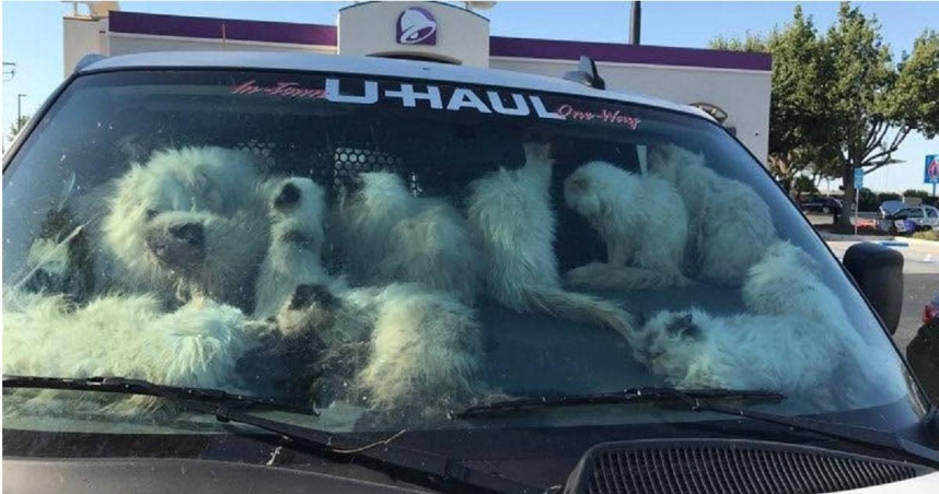 美國加州一處停車場有輛貨車上載了大量貓咪，炎熱高溫下有好幾隻被活活悶死。警方調查後發現是一名婦人馬克森（Jeannie Maxon）棄養，數量多達上百隻，而有28隻貓咪在車內死亡，她也遭到逮捕。（圖／翻攝自臉書／Merced County Sheriff's Office）