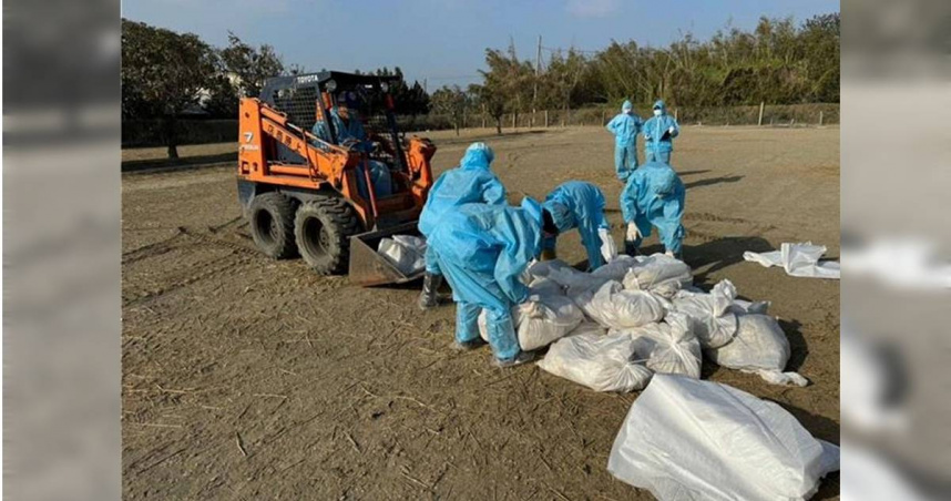 動植物防疫檢疫署今（14）日表示，雲林縣東勢鄉1鵝場主動通報確診H5N1亞型高病原性禽流感。（示意圖，與本案無關／本報系資料照）
