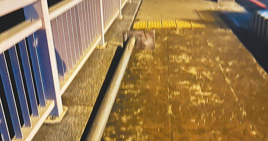 台中市北屯發生行人遭鐵桿絆倒受傷公安意外，市府到場發現不明鐵桿遭棄置「旱溪河岸暨橋梁景觀美化改善第四期工程」工區外海天橋人行道上。（圖／台中市政府提供／中國時報馮惠宜台中傳真）