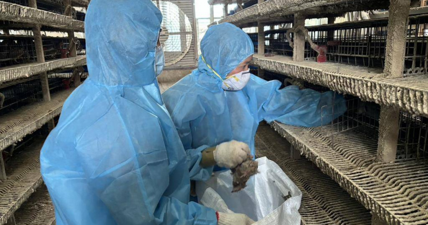 彰化縣鹿港鎮一處鵪鶉場爆發新型H5N1高病原性禽流感疫情，彰化縣動物防疫所動員防疫人員於進行該場域撲殺清場及消毒作業。（圖／彰化縣政府提供）