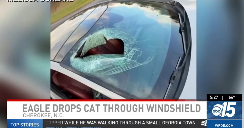 事發現場位於大煙山國家公園旁高速公路，貓隻從空中墜落砸破車窗，駕駛當場嚇傻。（圖／翻攝自WPDE ABC15）