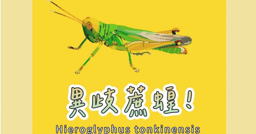 最近是「異歧蔗蝗」的大發生期，經常能看見牠出沒。（圖／翻攝自臉書／新北市農業局-稼日蒔光）
