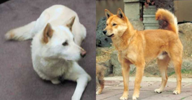 老翁領養2國寶犬!下秒「直送屠宰場」揪友嗑狗肉補湯 6萬人怒了