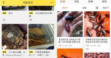 頭皮發麻!淘寶賣蟑螂喊價「1隻435元」 背後竟藏巨大風險