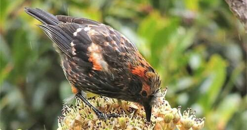 冠斑蜂鳥（ʻākohekohe）。（圖／翻攝自維基百科）