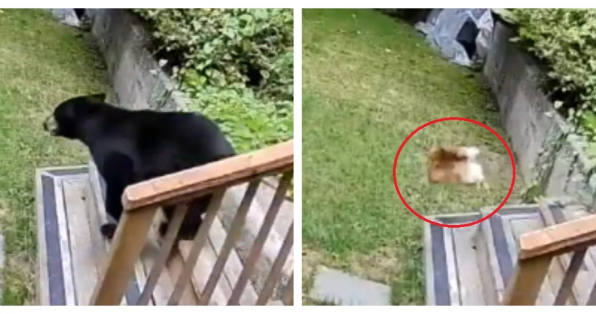 小狗追熊瞬間：體重僅2.27公斤的博美犬Scout衝進廚房，把比牠大數十倍的黑熊趕出家門。（圖／取自TikTok@kaylakleine）