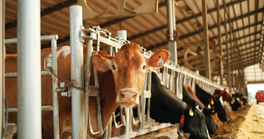 美國科羅拉多州有6名男子被發現陳屍在一處乳牛場的密閉空間內。（示意圖／翻攝自unsplash）