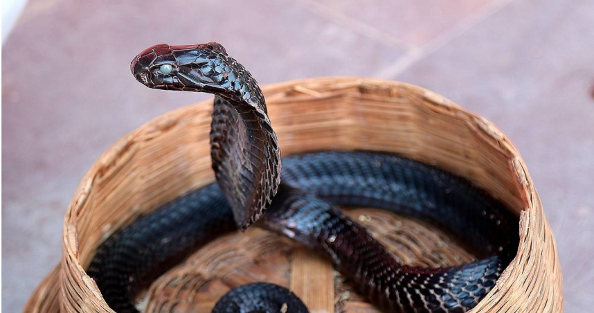 近期台南市蛇類出沒通報量攀升，據台南市農業局統計，截至今年8月底為止，台南市捕獲各種蛇類3568隻，其中眼鏡蛇就有824條，高居第二。（示意圖／翻攝pixabay）