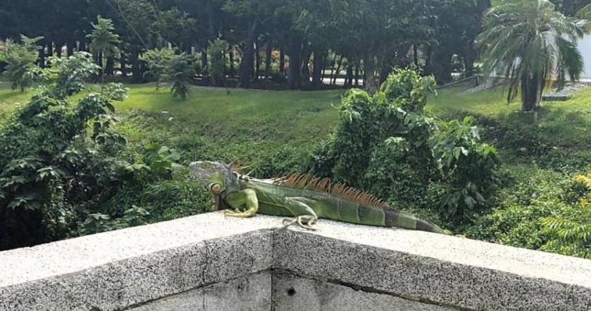 外來種綠鬣蜥再次現身綠島，引發對生態影響的憂慮。（圖／台東縣政府提供）