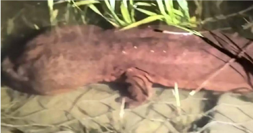 體長逾1公尺的「娃娃魚」靜伏水中畫面曝光。（圖／翻攝自瀟湘晨報）