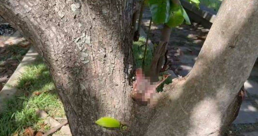 墾丁驚現台灣獼猴斷掌！草叢赫見血腥殘肢　疑虐殺引警方全面追查