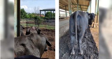 國內爆首例「牛結節疹」!金門牛肉禁輸台 農委會:病毒恐從大陸來