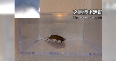 送蟑螂上太空!實驗結果令他大吃一驚