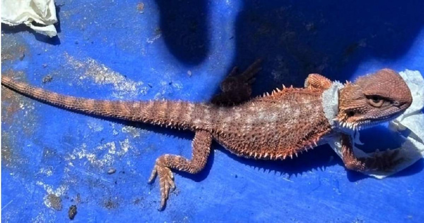 高雄關查獲有人走私活體鬃獅蜥。（ 圖／翻攝照片）