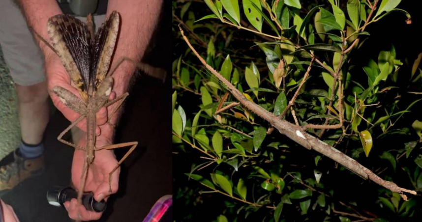澳洲學者找到一隻長達40公分的巨大雌性竹節蟲。（圖／翻攝自X／@jcu）