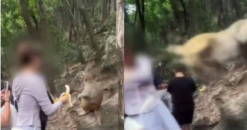 大陸貴州知名景點黔靈山近日發生一起驚悚意外，一名女遊客拿香蕉逗弄野生猴，下一秒遭野生猴猛踹，失去平衡跌落山谷，雖然沒有生命危險，但造成腳骨骨折。（圖／翻攝自微博／九派新聞）